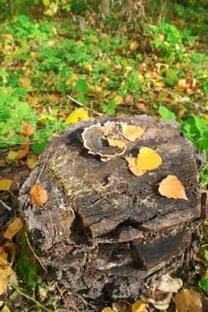 Stump with mushrooms in autumn forest