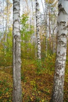 Autumn birch grove