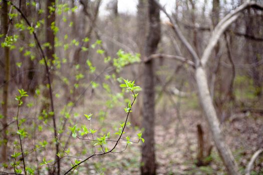 Young green leaves on the bush in sunny spring day
