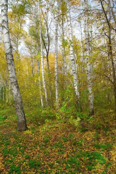 In autumn birch forest