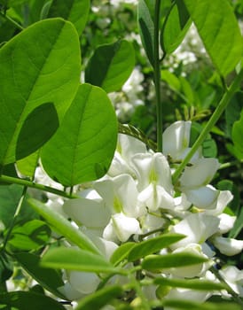 white acacia blossom
