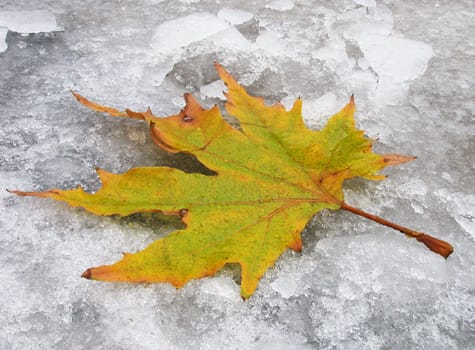 maple leaf on ice