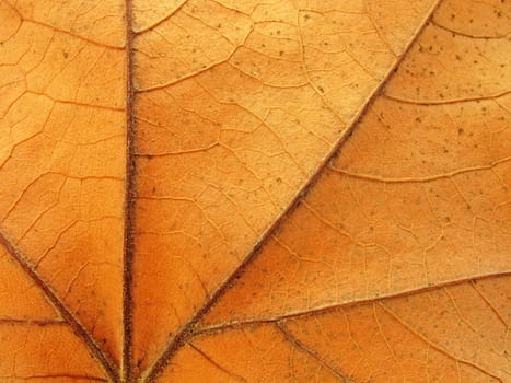 close up of dry maple leaf texture