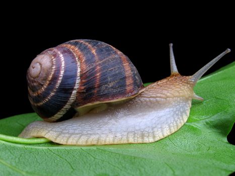 snail on a green leaf over black