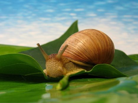 snail on a green leaf