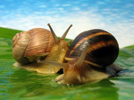 world of snails