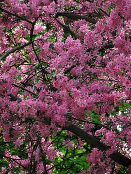 pink blossom at spring