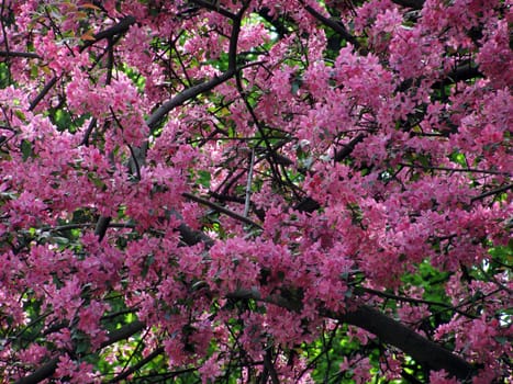 tree full of pink blossom