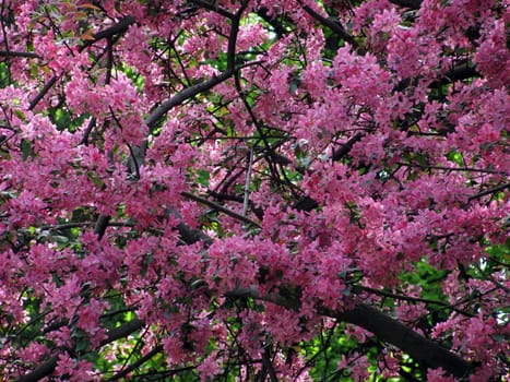tree full of pink blossom