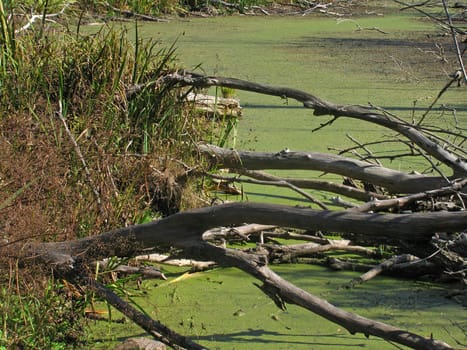 dry logs on a bog