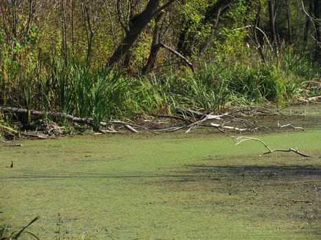 bog in a brushwood