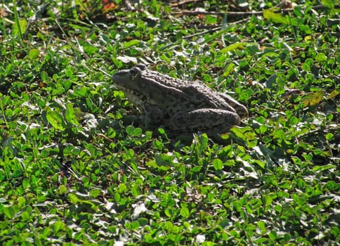 frog sitting in a grass