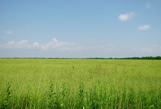 wheat field