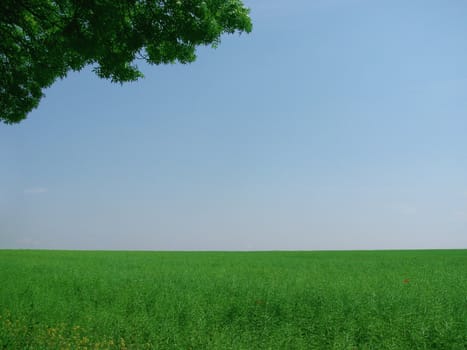 green field ubder blue sky