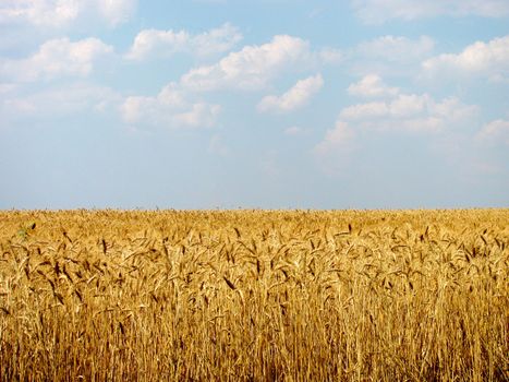 wheat field under blue sky