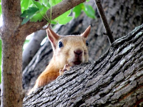 squirrel on tree