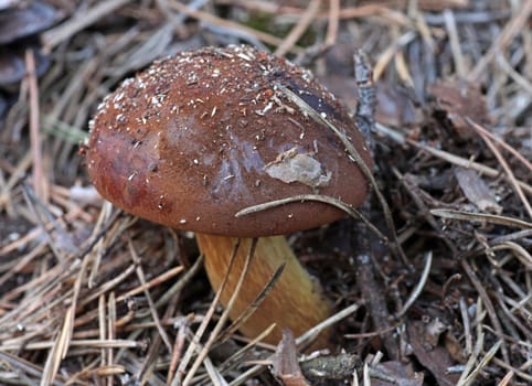 eatable polish mushroom in needles