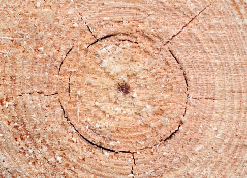 close up of pine sawn end texture