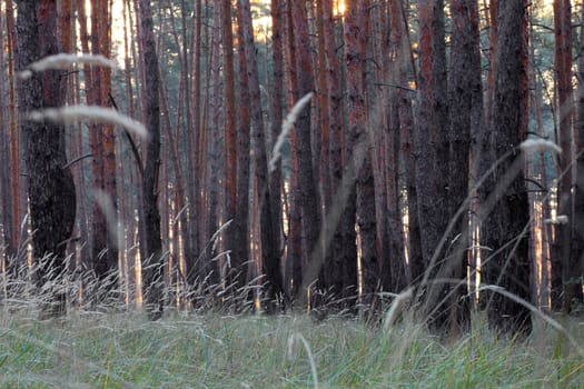 coniferous forest at morning