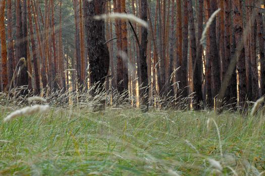 pine trees at morning