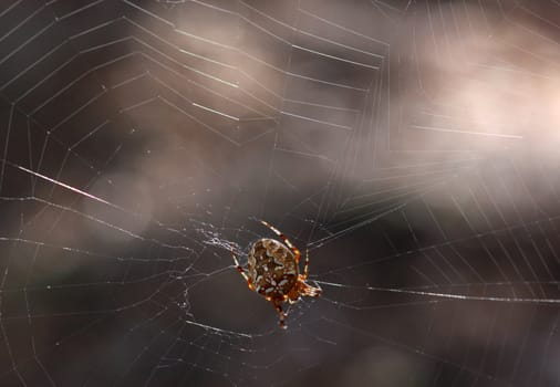 spider repairing hole in a cobweb