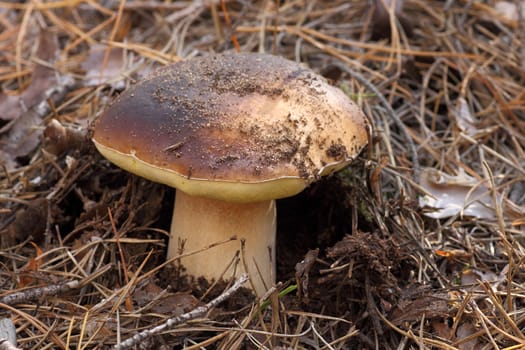 close up of edible mushroom  (cep)