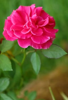 Pink rose at my garden, Thailand