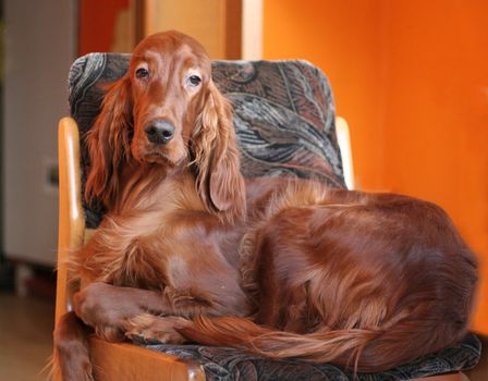 Portrait of irish setter on the chair
