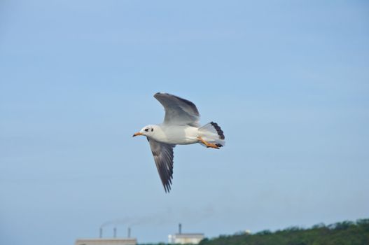 A seagull flying in the blue sky at Bang Pu beach.