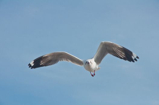 A seagull flying in the blue sky at Bang Pu beach.