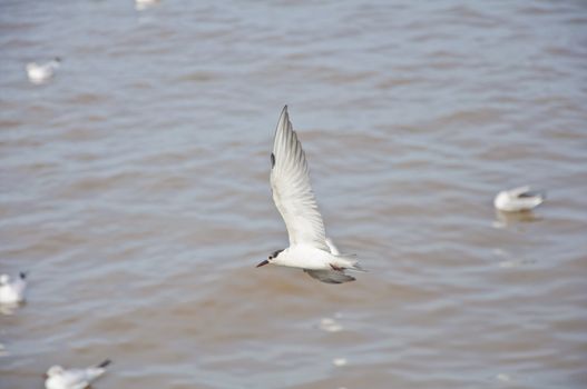 A baby seagull flying in the sky at Bang Pu beach.