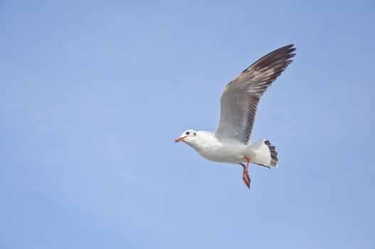 A seagull flying in the blue sky at Bang Pu beach.