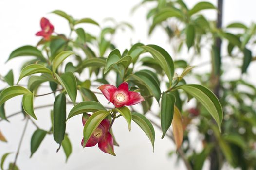 Closeup photograph of waxy red tropical flowers.