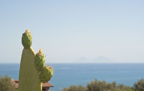 Prickly pear cactus plant and fruit and in the background the Aeolian Islands.