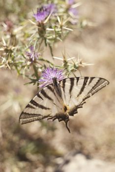 Butterfly on a flower in sicilian countryside. Nebrodi mountains