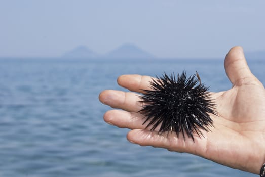 sea urchin on hand of man with the sea in the background