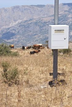 hydrometeorological station in the mountains of  Nebrodi park. mountains and cows in the background