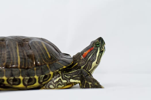 Small turtle on white background