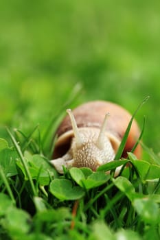 Crawler snail. Creeper snail after rain on the grass. Helix pomatia.