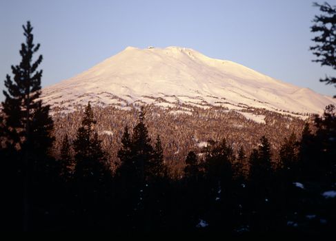 Snow covered mountain in Cascades range viewed deep from within pine tree forest