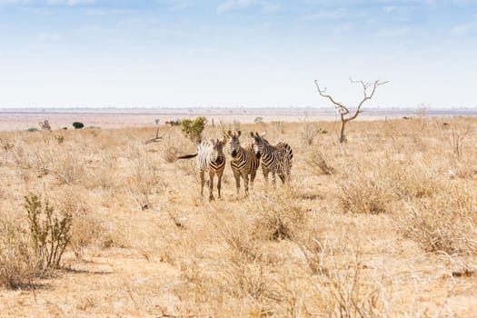 Kenya, Tsavo East National Park. Three zebras looking to the photographer, sunset light