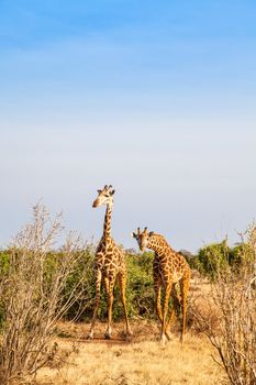 Kenya, Tsavo East National Park. Free giraffe in sunset light.