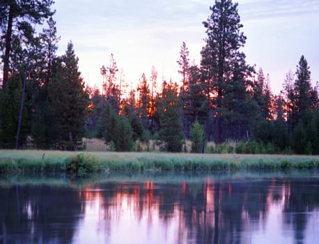 Pine forested reflected in a river at sunrise