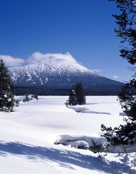 Deep snow with pine trees in Oregon in Cascades mountain range