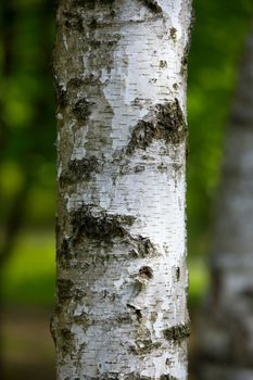 Tree trunk closeup