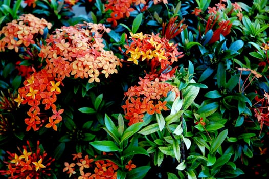 beautiful orange flowers (Asoka, Saraca Asoca )  with grove green leafs