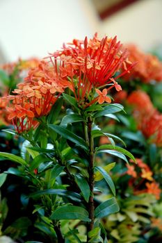 beautiful orange flowers (Asoka, Saraca Asoca )  with grove green leafs