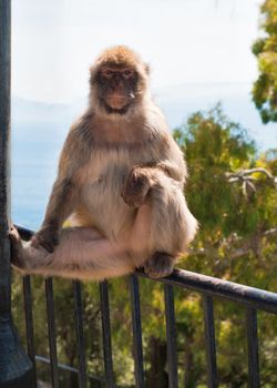 Ape in Gibraltar sitting and watching on you