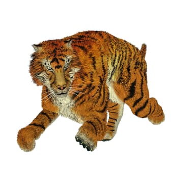 Big beautiful tiger running in white background