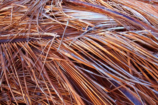 Background of dried palm fronds in Everglades National Park.